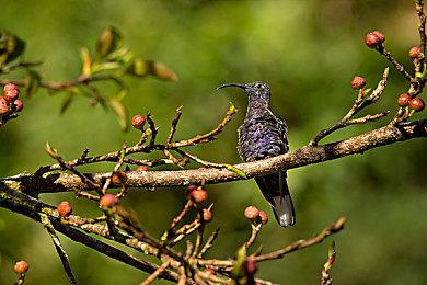  《艾尔登法环》DLC“黄金树之影”新截图 画面太美